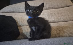 Mixed Breed cats for sale: Adorable black kittens for sale  - Image 15