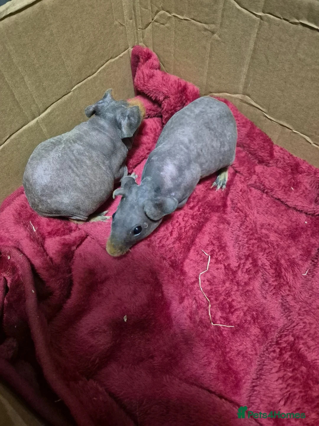 Guinea Pig rodents for sale: Pair of Baby Female Skinny Pigs For Sale  - Advert 1