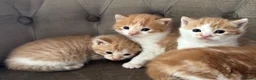 Mixed Breed cats for sale: Kittens 2girls 2boys left ginger/white ready today - Advert 3