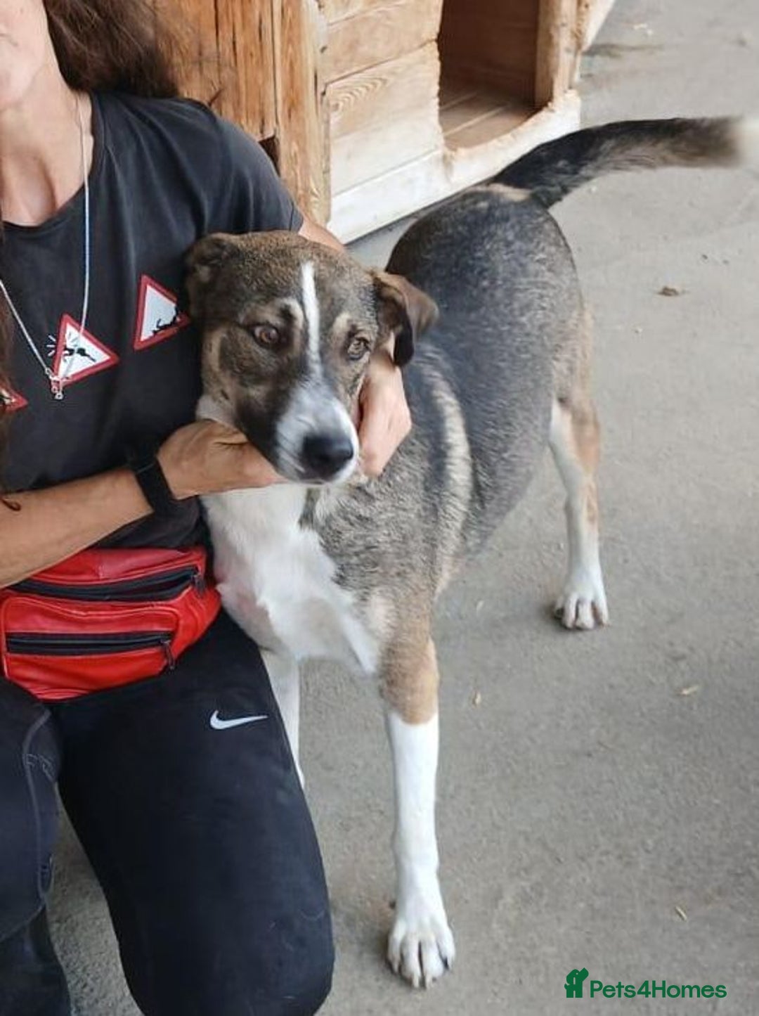Mixed Breed dogs for adoption: Denver, 2 yrs approx. Available for adoption. - Image 1