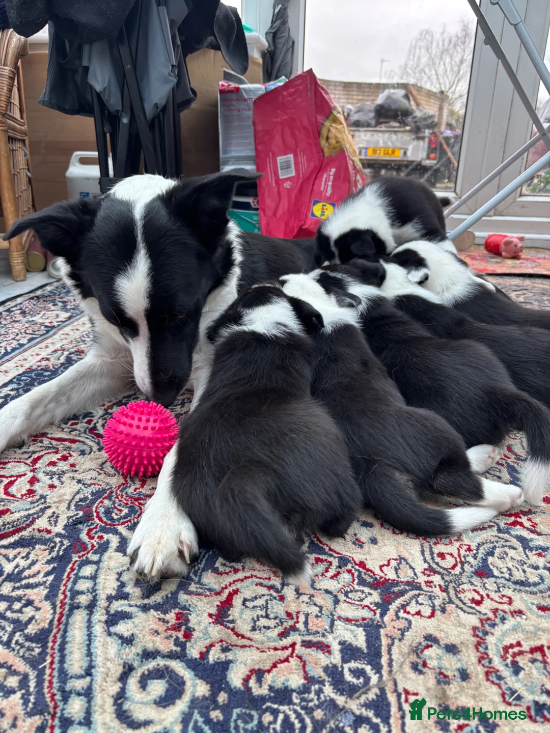 Border Collie dogs for sale: Border collie puppies for sale  in Hertford - Advert 14