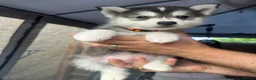 Pomsky dogs for sale: READY LAST 2 PUPPY F4  - Advert 2