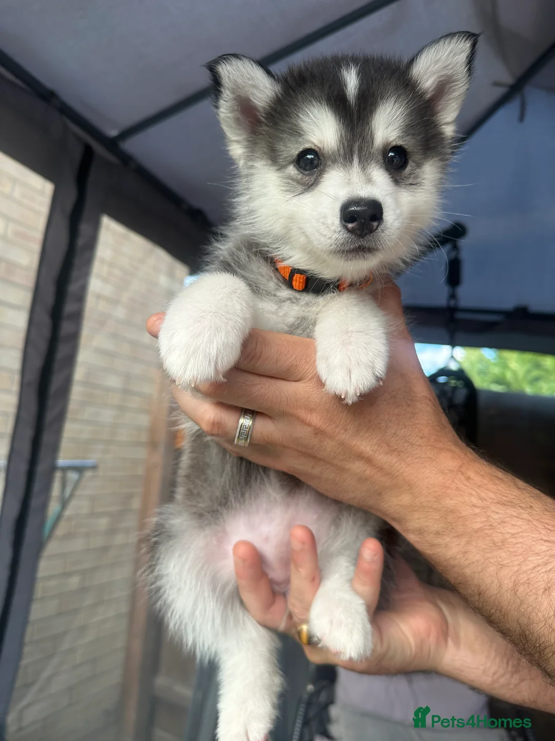 Pomsky dogs for sale: READY LAST 2 PUPPY F4  - Advert 2