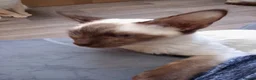 Ragamese cats for sale: Chocolate Point Ragamese Boys - Advert 4