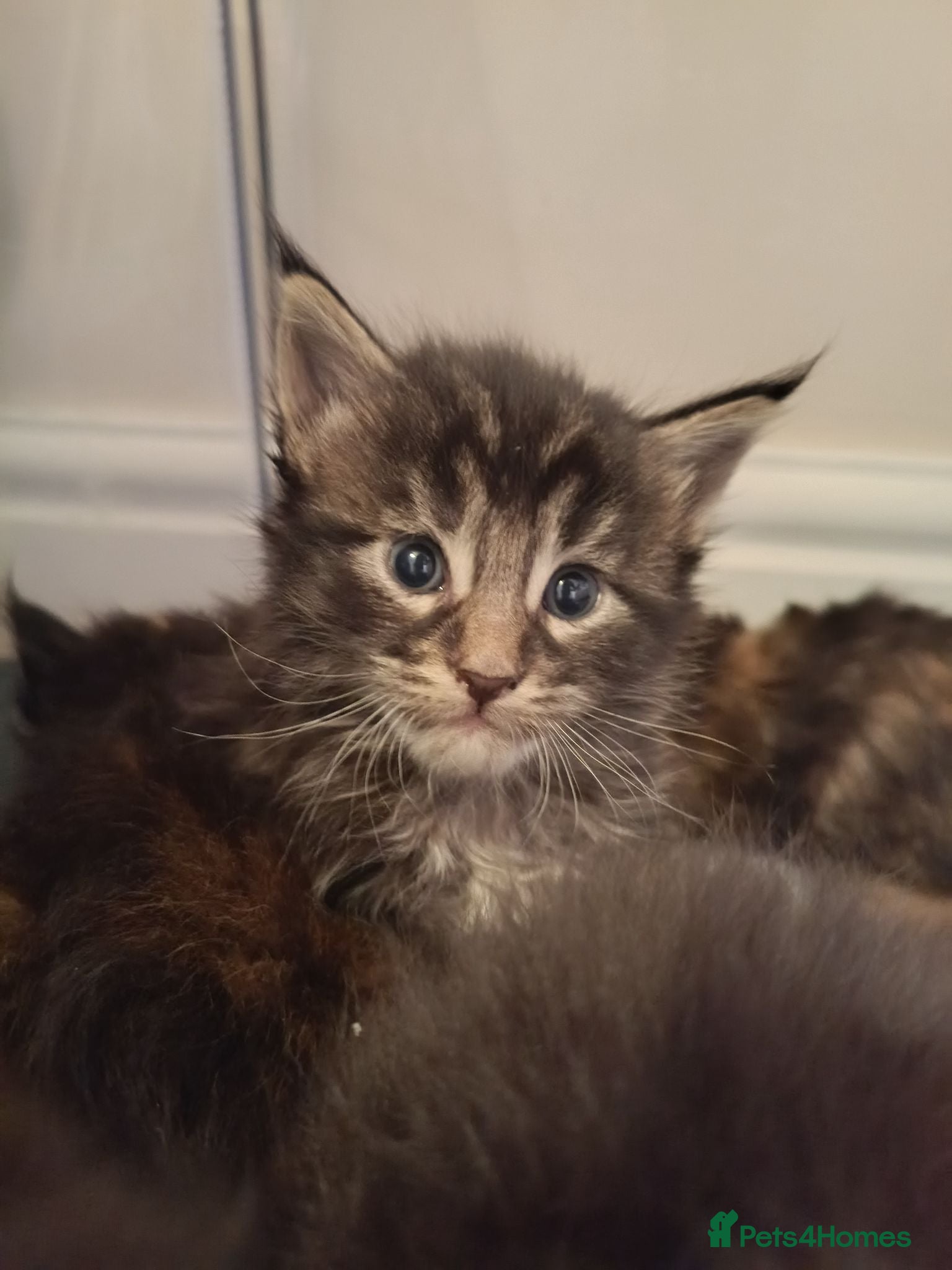 Maine Coon cats Fully health tested, Tica registered - Advert 2