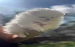 Pomeranian dogs for sale: Quality girl ready now PRINCESS 💕 - Image 30