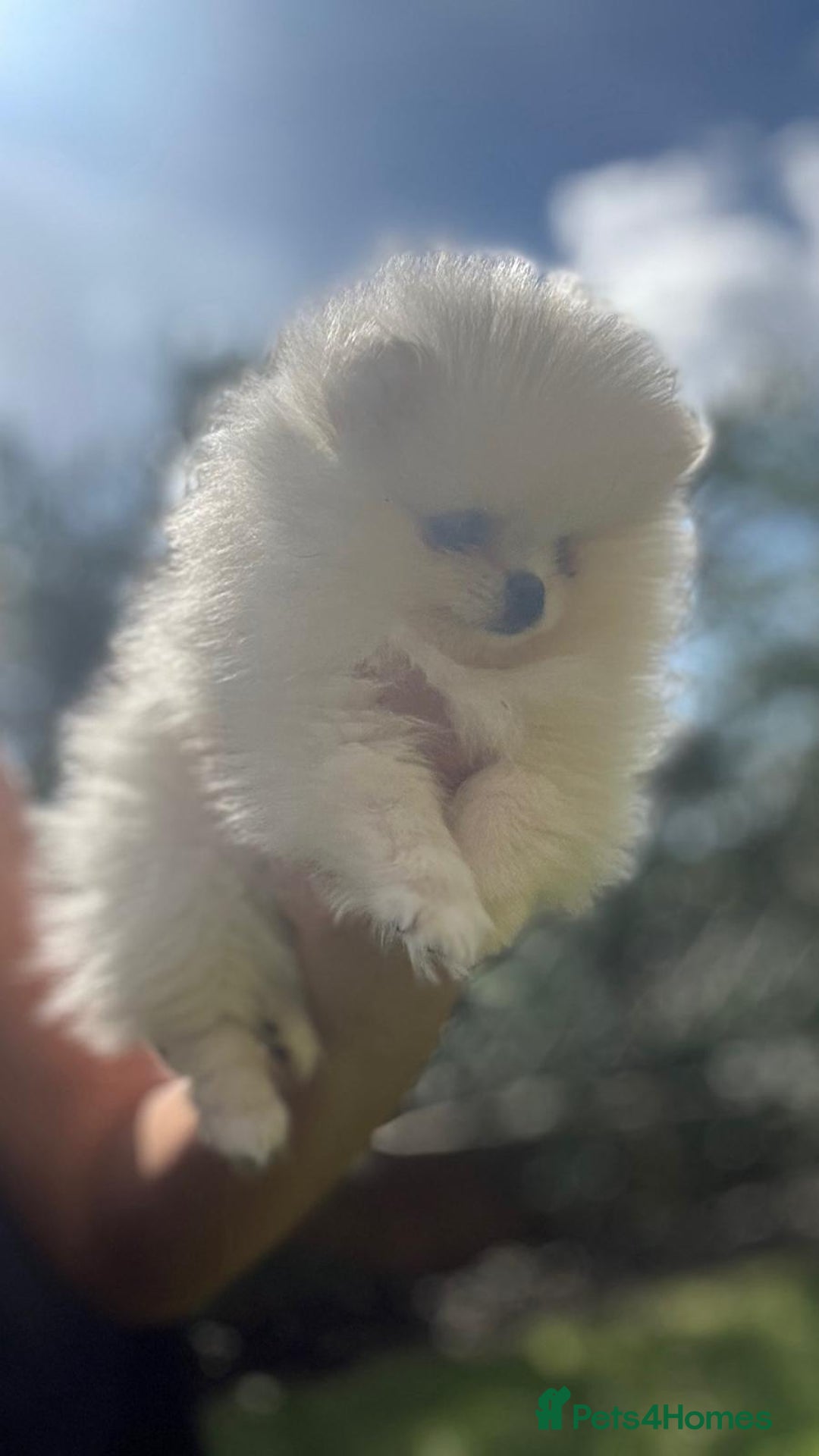 Pomeranian dogs for sale: Quality girl ready now PRINCESS 💕 - Image 30