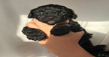 Cavapoo dogs BEAUTIFUL RARE BLACK/BLACK AND TAN CAVAPOOS - Advert 7