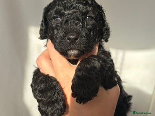 Cavapoo dogs BEAUTIFUL RARE BLACK/BLACK AND TAN CAVAPOOS - Advert 4