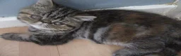 Exotic cats for sale: Gorgeous Exotic kittens - Advert 8
