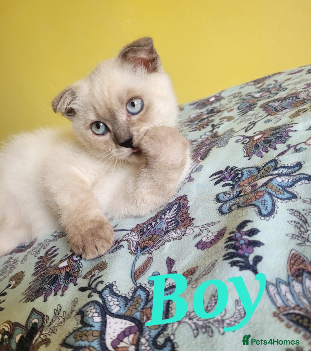 Scottish Fold cats for sale: Scottish fold kittens  - Image 12