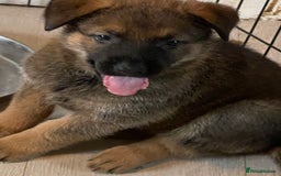 Mixed Breed dogs for sale: belgian malinois: czech german shepherd  - Image 2