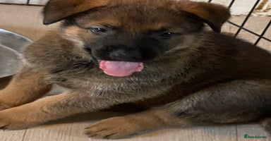 Mixed Breed dogs - Advert 7