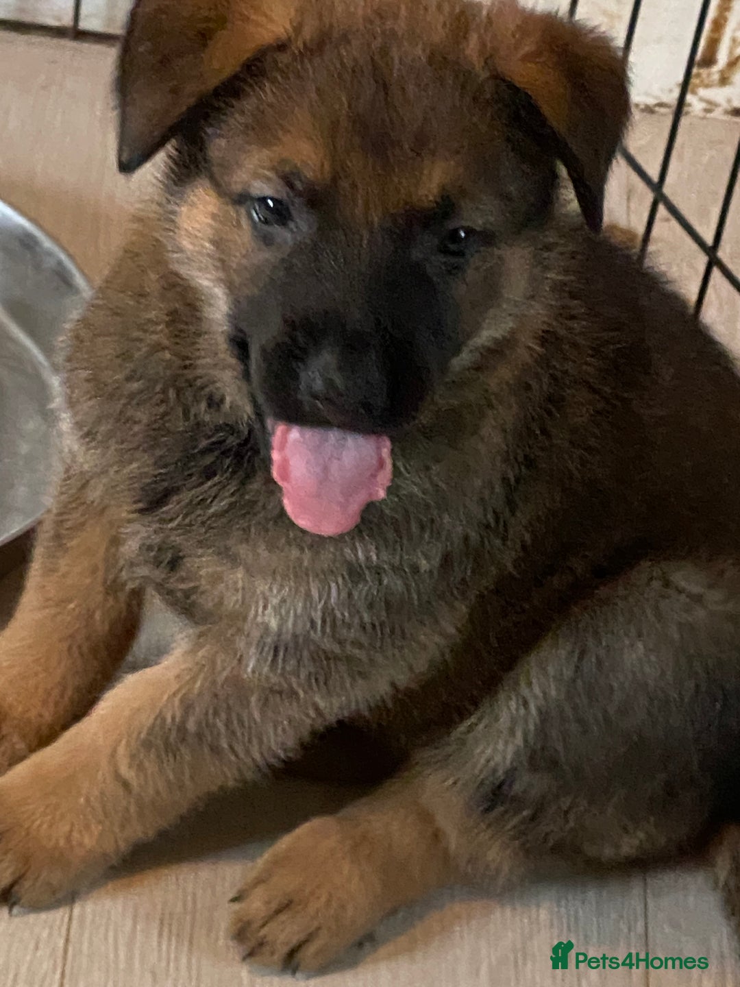 Mixed Breed dogs for sale: belgian malinois: czech german shepherd  - Image 2