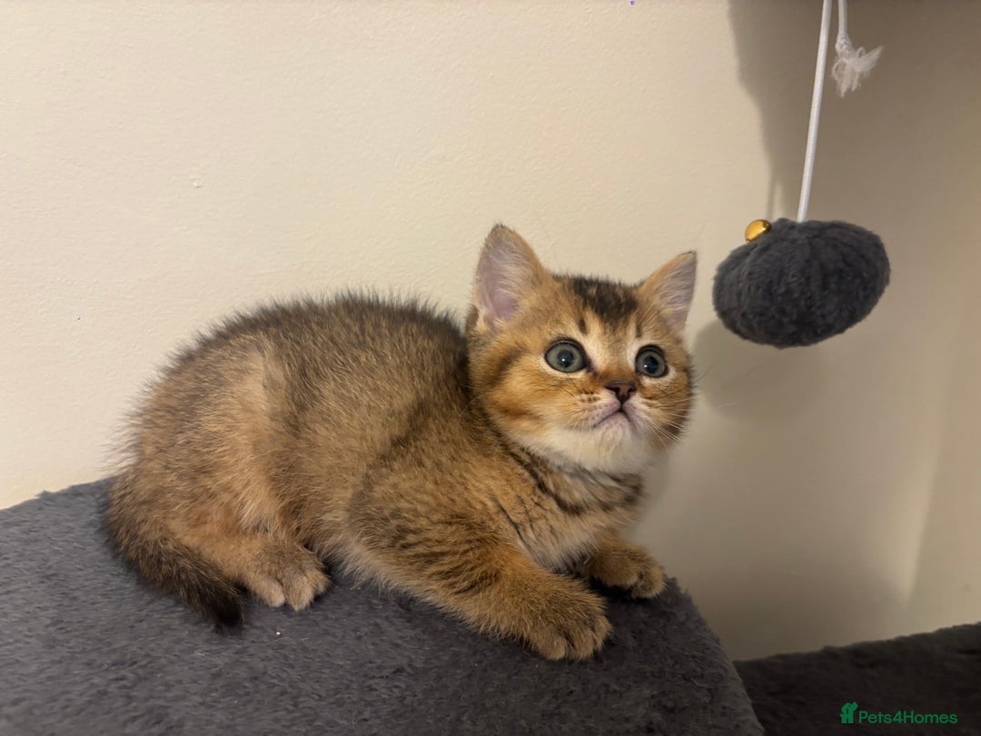 Brazilian Shorthair cats for sale: Last 2 gold tabby left ****READY TO GO ***** - Image 5