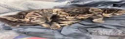 Bengal cats for sale: One boy and three girls  - Advert 5