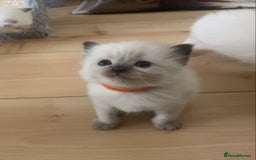 Ragdoll cats for sale: GCCF Seal point and bi colour Ragdoll Kittens - Image 18
