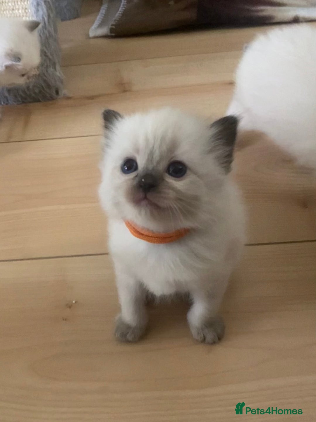 Ragdoll cats for sale: GCCF Seal point and bi colour Ragdoll Kittens - Image 18