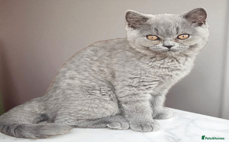 British Shorthair cats - Advert 12