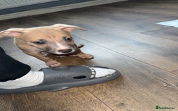 Mixed Breed dogs for sale: Rocky the puppy - Image 3