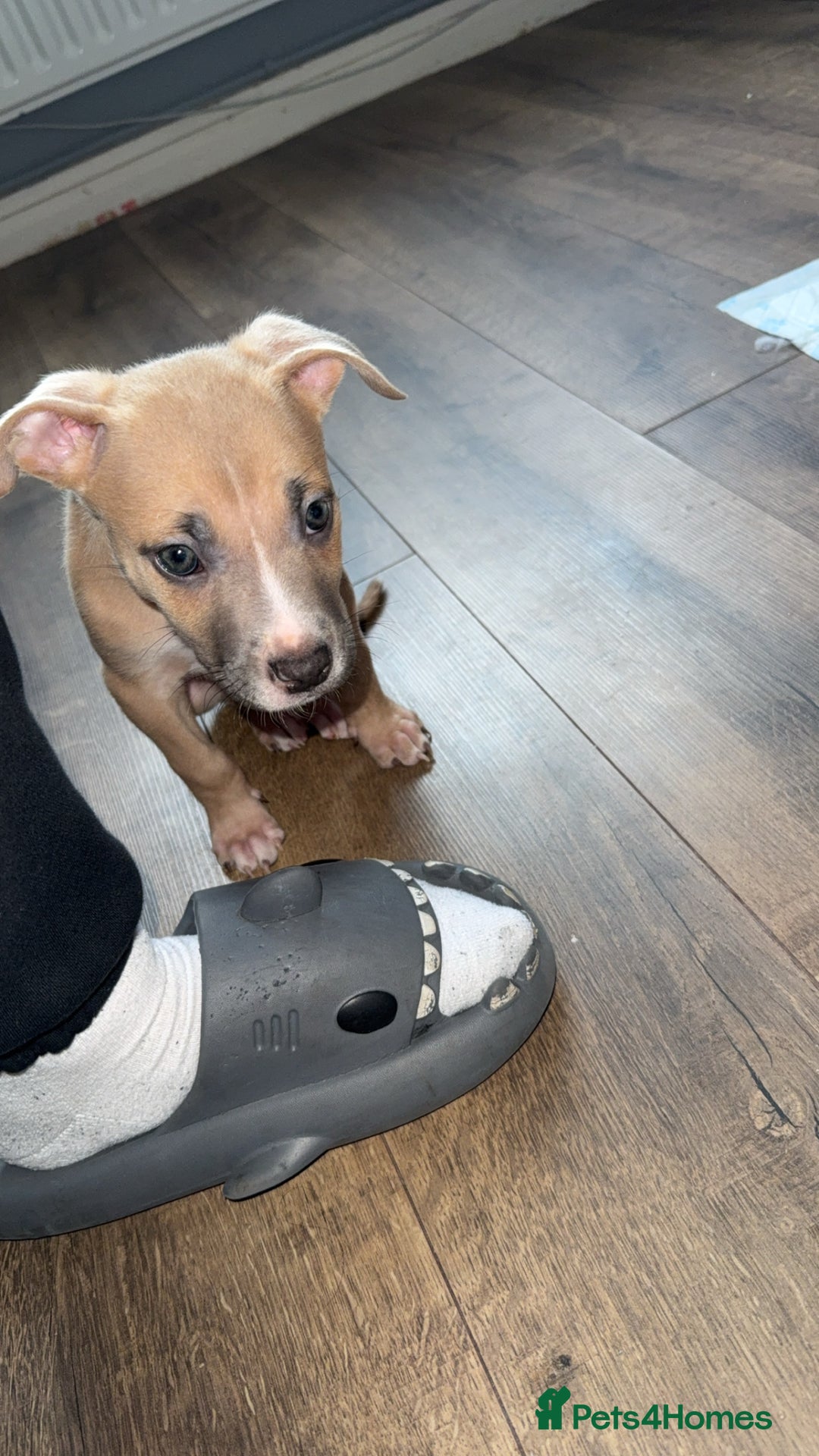 Mixed Breed dogs for sale: Rocky the puppy - Image 3
