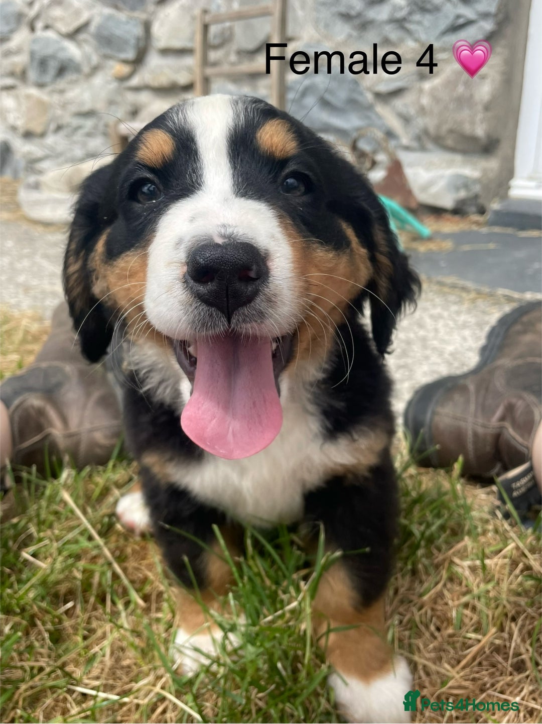 Bernese Mountain Dog dogs for sale: Bernese Mountain Puppies 🏠Ready for new homes🏠 in Aberystwyth - Image 15