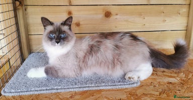 Siberian cats - Advert 1