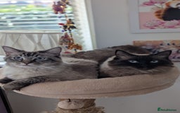 Ragdoll cats for sale: Lynx point ragdoll queen for sale  - Image 4