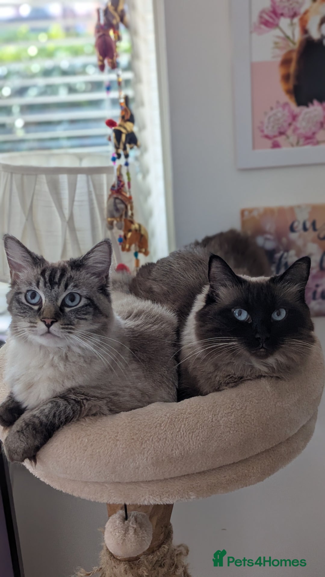 Ragdoll cats for sale: Lynx point ragdoll queen for sale  - Image 4