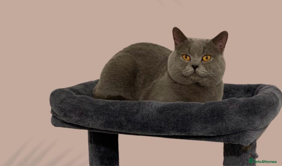 British Shorthair cats Proven British shorthair stud - gccf  - Advert 3