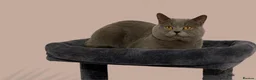 British Shorthair cats for stud: Proven British shorthair stud - gccf  in Abbots Langley - Advert 1