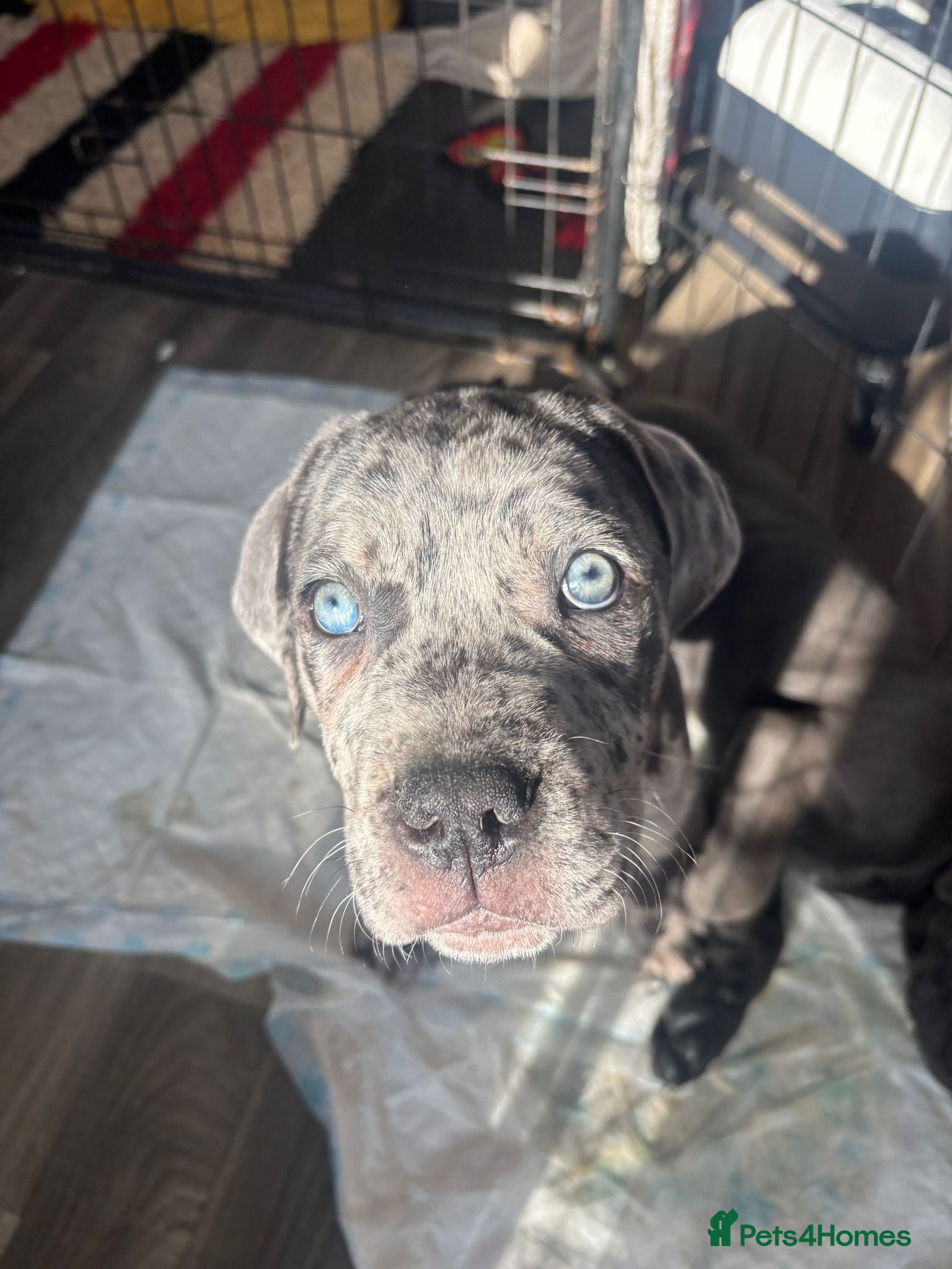 Cane Corso dogs **LAST PUPPY** Beautiful chunky Cane Corso - Advert 12