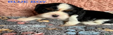 Cavalier King Charles Spaniel - Blue Boy