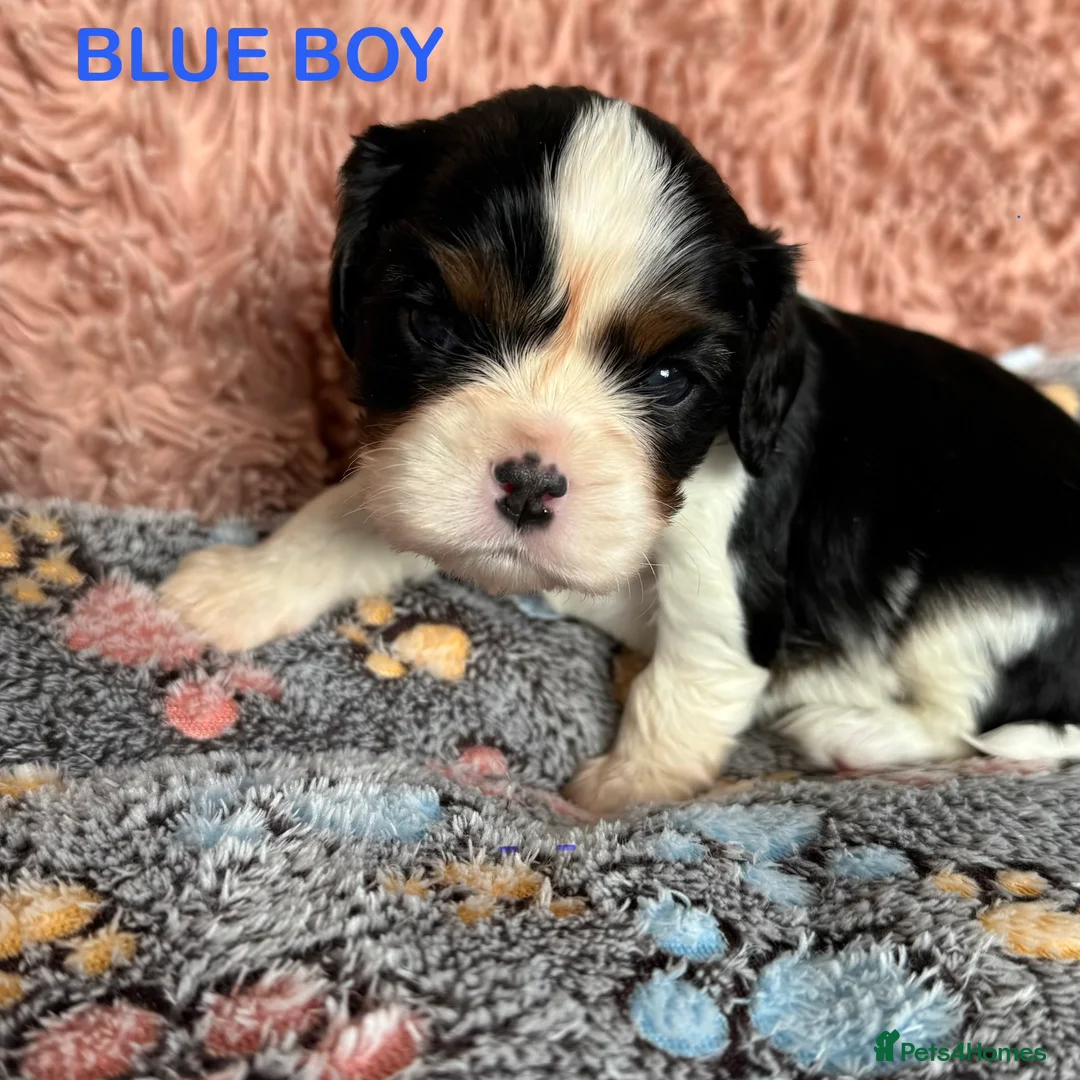 Cavalier King Charles Spaniel dogs for sale: Beautiful KC Cavalier King Charles Spaniel Puppies in Bristol - Advert 16
