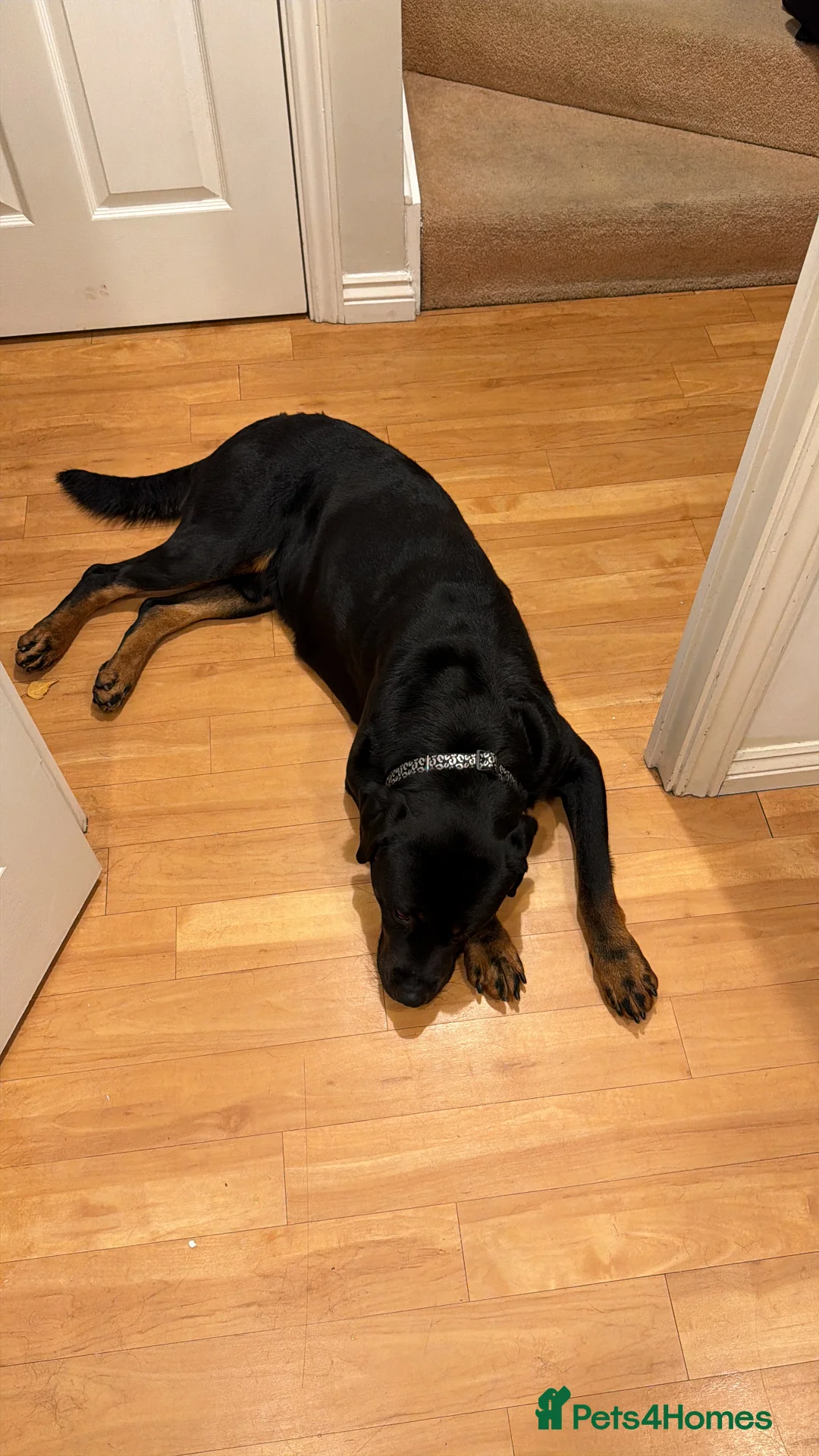 Rottweiler dogs for sale: Rottweiler “Bear” in Loughborough - Advert 3