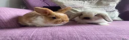 Mini Lop rabbits for sale: Mini lops - Advert 3