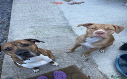 Mixed Breed dogs for sale: READY TO LEAVE! Presa X Doberman- 4 remaining!! - Advert 3