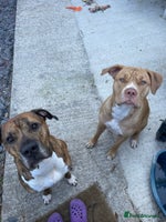 Mixed Breed dogs Last 3 READY TO LEAVE! Presa X Doberman - Advert 8