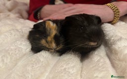 Guinea Pig rodents for sale: Two male guinea pigs  - Advert 7