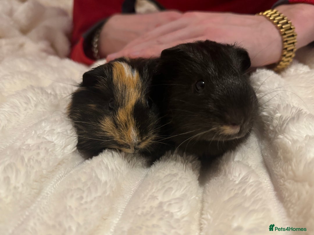 Guinea Pig rodents for sale: Two male guinea pigs  - Advert 7
