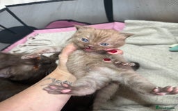 British Shorthair cats for sale: Rare Cinammon British Shorthair Princess - Image 3