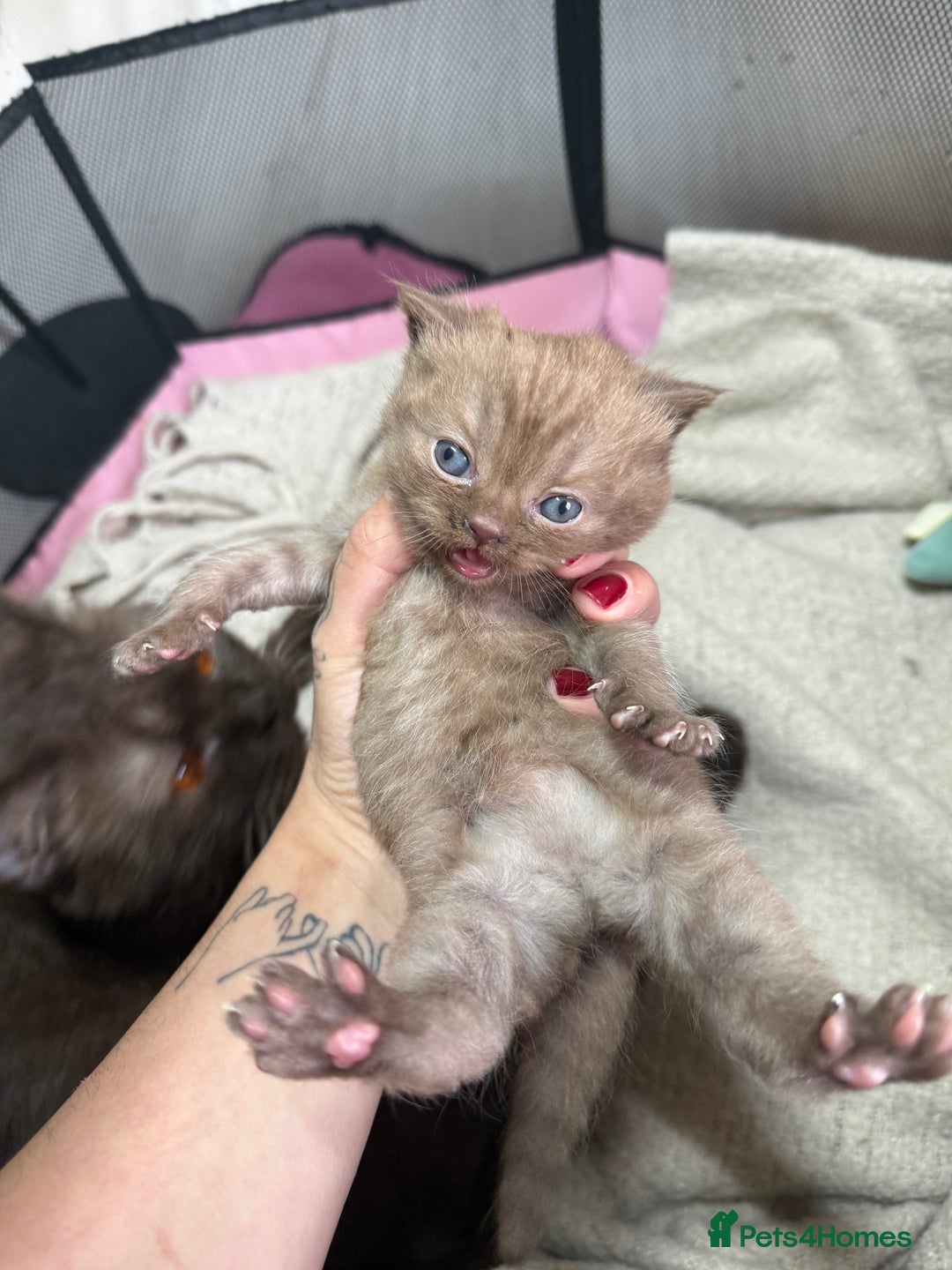 British Shorthair cats for sale: Rare Cinammon British Shorthair Princess - Image 3