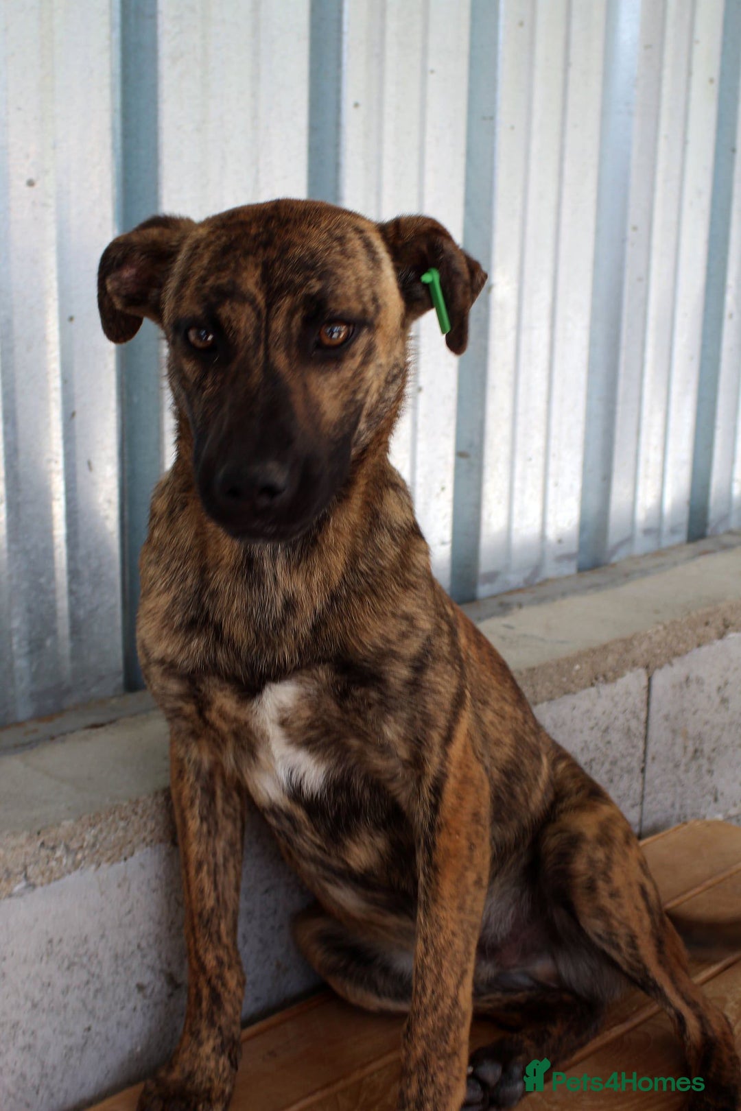Mixed Breed dogs for adoption: Brindle, approx 7 months. Available for adoption. - Image 6