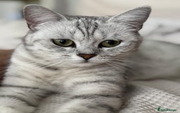 British Shorthair cats for sale: Female British Shorthair - Image 2