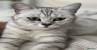 British Shorthair cats - Advert 1