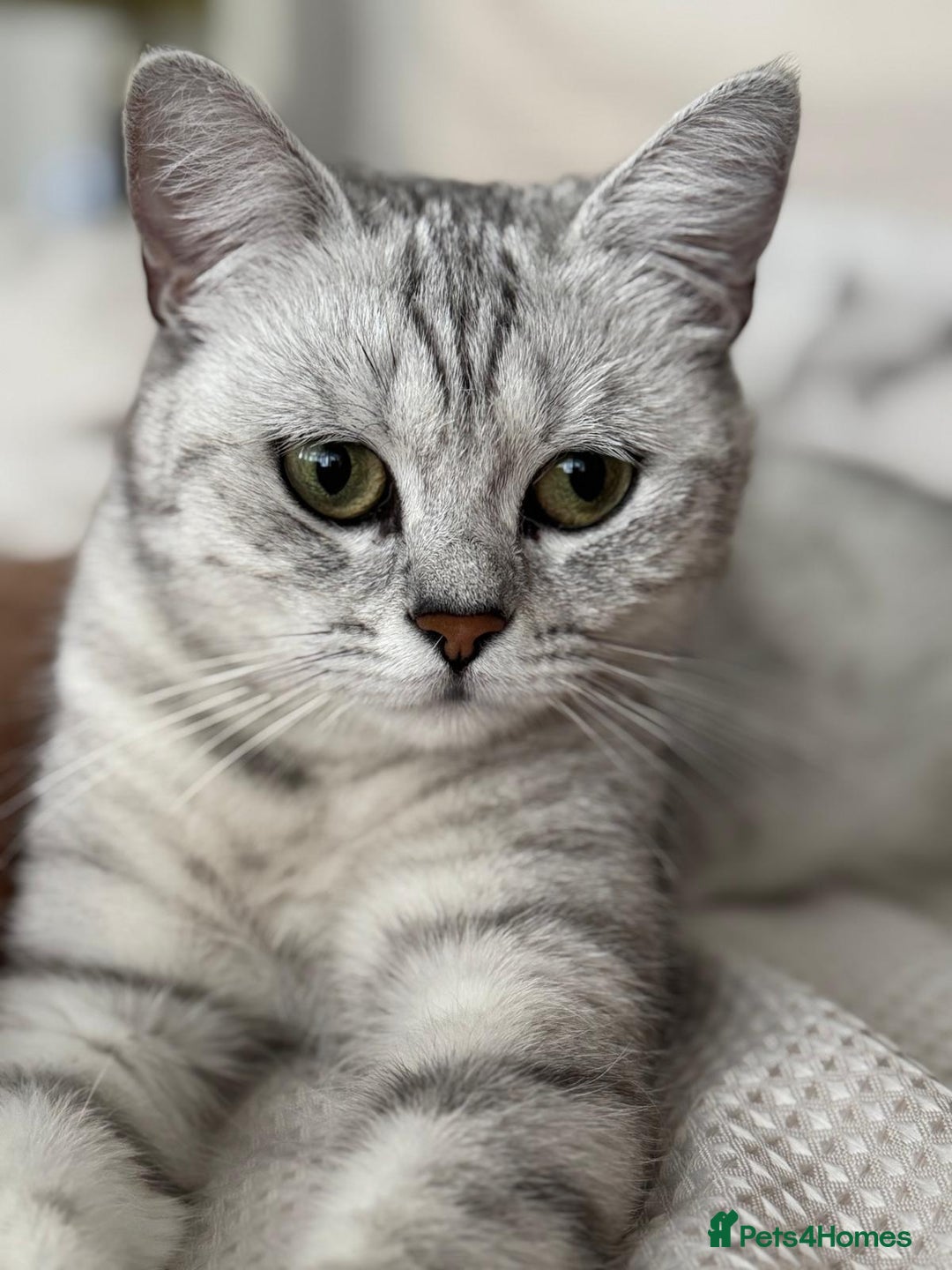 British Shorthair cats for sale: Female British Shorthair - Image 2