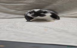 French Lop rabbits for sale: Beautiful French Lop Bunnies - Image 6