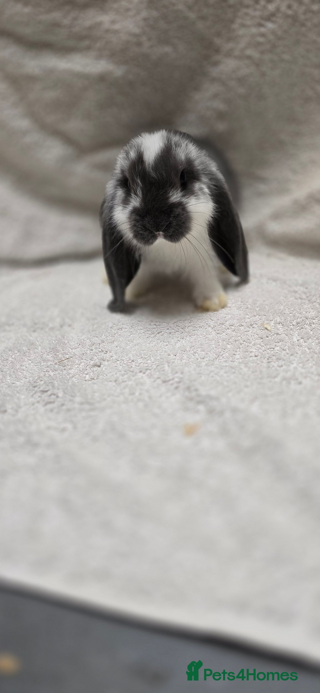 French Lop rabbits for sale: Beautiful French Lop Bunnies - Image 6