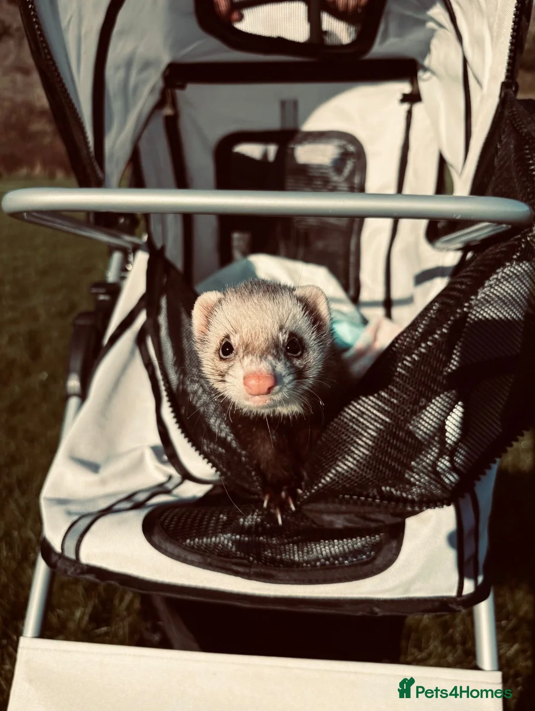 Ferret rodents for sale: Three ferrets for sale with hutch.  - Advert 1