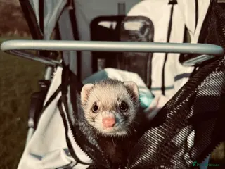 Ferret rodents Three ferrets for sale with hutch. - Advert 2